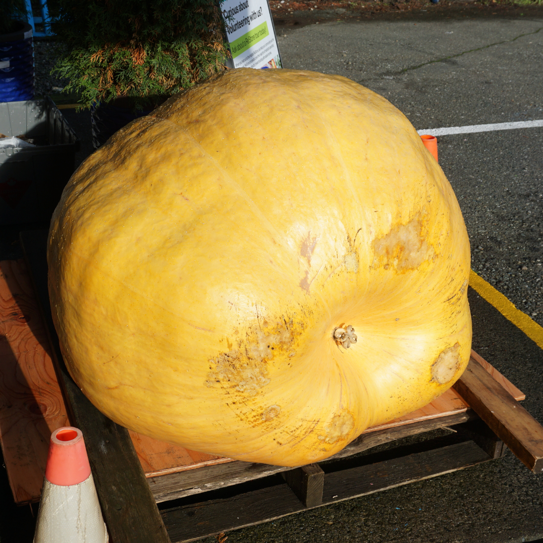 Rusty the Pumpkin